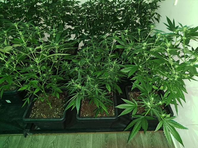 Clementine Slush CLONES. Week 12 - DAY88 (DAY9 Flowering) 3x Clementine Slush (plants in the front row