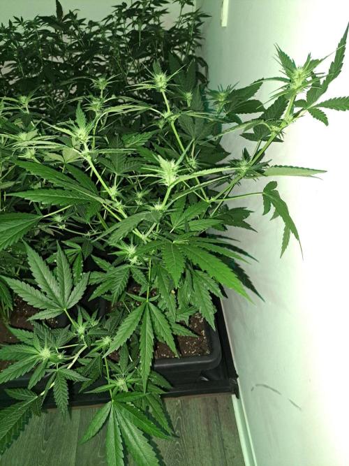 Clementine Slush CLONES. Week 12 - DAY88 (DAY9 Flowering) Plant #1
