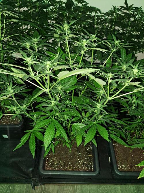 Clementine Slush CLONES. Week 12 - DAY88 (DAY9 Flowering) Plant #2