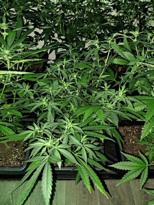 Clementine Slush CLONES. Week 12 - DAY88 (DAY9 Flowering) Plant #3