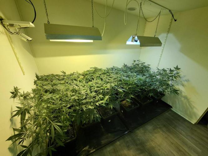 Clementine Slush CLONES. Week 12 - DAY88 (DAY9 Flowering) All plants