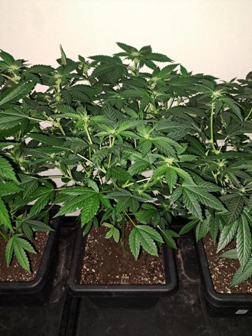 Zoap Rosé CLONES. Week 13 - DAY88 (DAY9 Flowering)