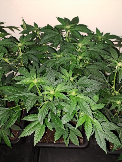 Zoap Rosé CLONES. Week 13 - DAY88 (DAY9 Flowering)