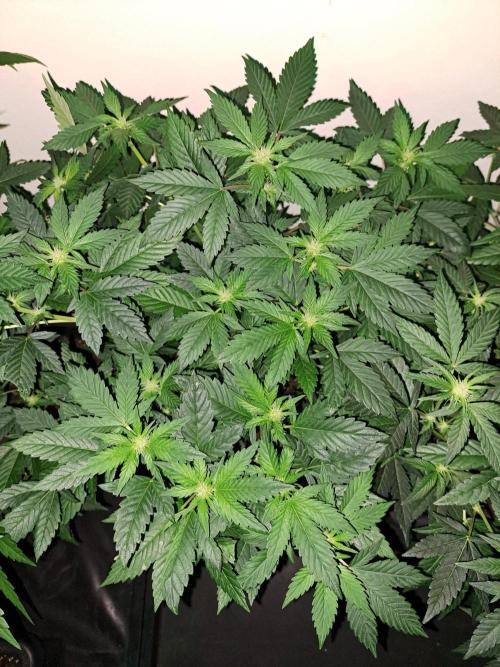 Zoap Rose. Week 13