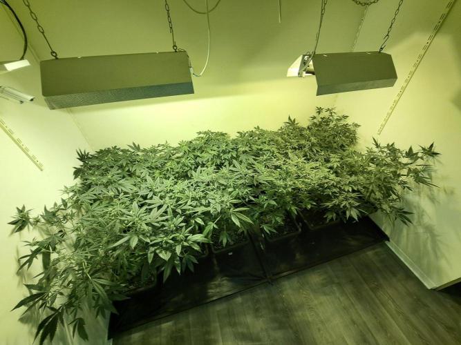 Zoap Rosé CLONES. Week 13 - DAY88 (DAY9 Flowering) All plants