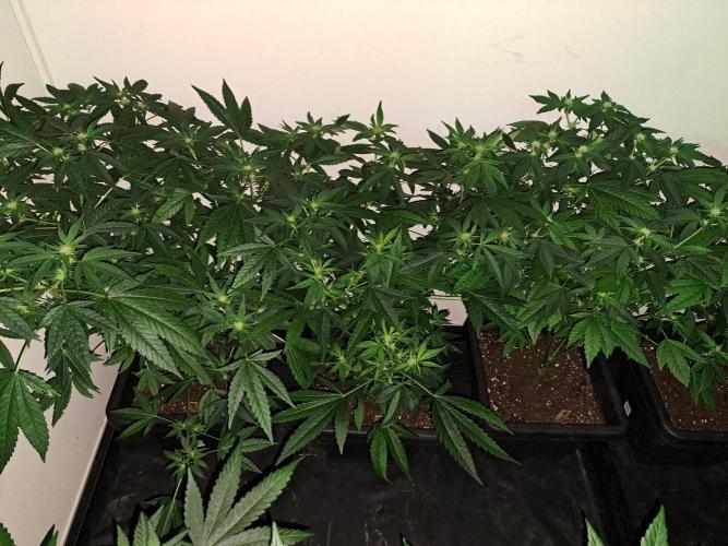 Sour Papaya CLONES. Week 12 - DAY88 (DAY9 Flowering) 3x Sour Papaya
