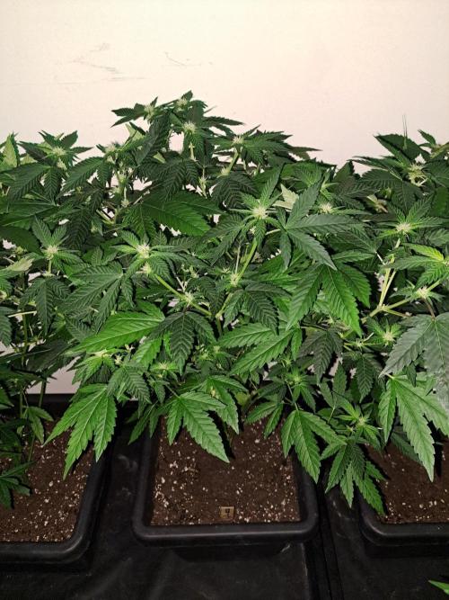 Sour Papaya CLONES. Week 12 - DAY88 (DAY9 Flowering) Plant #1