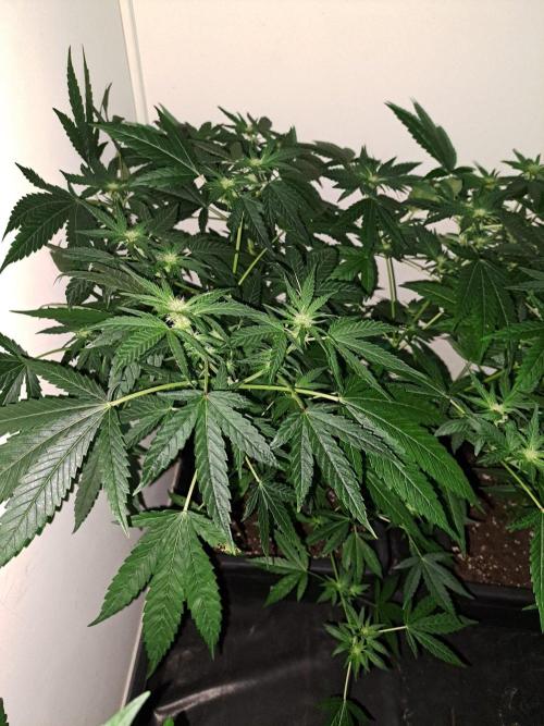 Sour Papaya CLONES. Week 12 - DAY88 (DAY9 Flowering) Plant #2