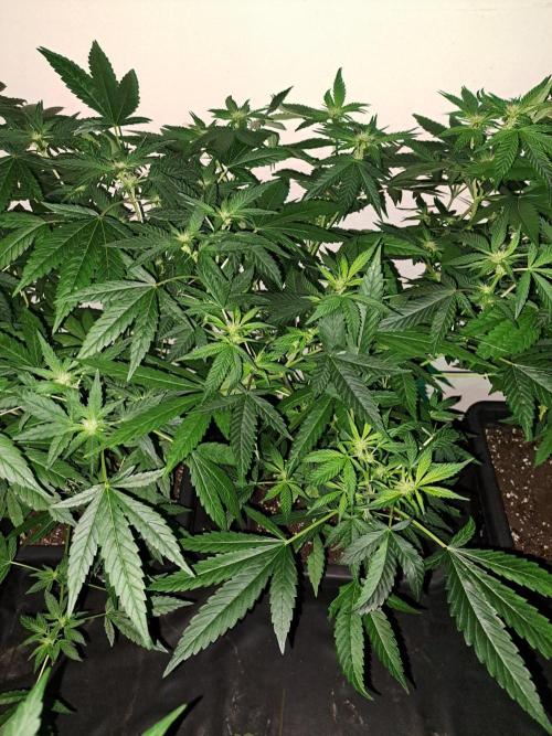 Sour Papaya CLONES. Week 12 - DAY88 (DAY9 Flowering) Plant #3