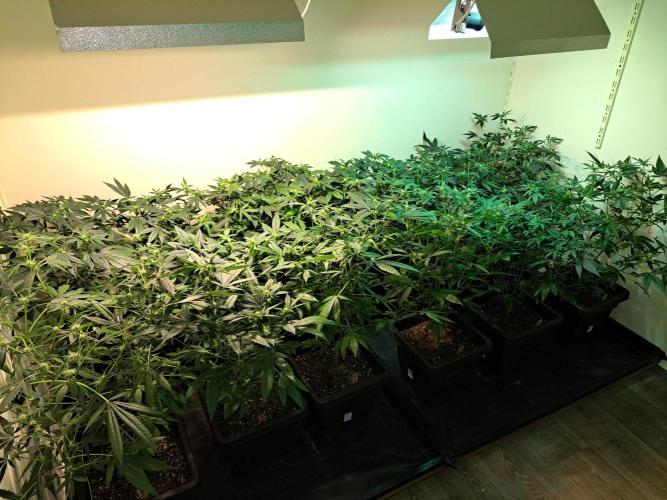 Sour Papaya CLONES. Week 12 - DAY88 (DAY9 Flowering) All plants
