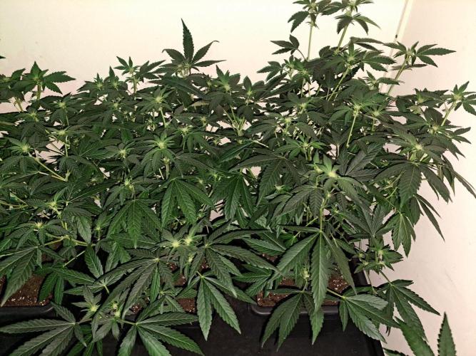 Permant Marker X Georgia Pie CLONES. Week 12 - DAY88 (DAY9 Flowering) 2x Permanent Marker