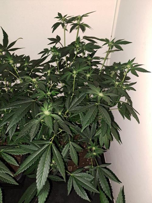 Permant Marker X Georgia Pie CLONES. Week 12 - DAY88 (DAY9 Flowering) Plant #1