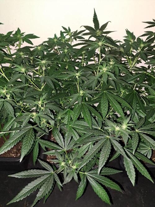 Permant Marker X Georgia Pie CLONES. Week 12 - DAY88 (DAY9 Flowering) Plant #2