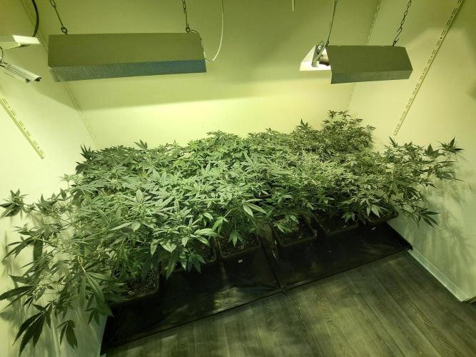 Permant Marker X Georgia Pie CLONES. Week 12 - DAY88 (DAY9 Flowering) All plants
