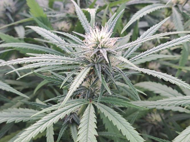 GH Biscotti#7 Zamnesia CLONE. Week 30 - DAY214 (DAY35 Bloom)