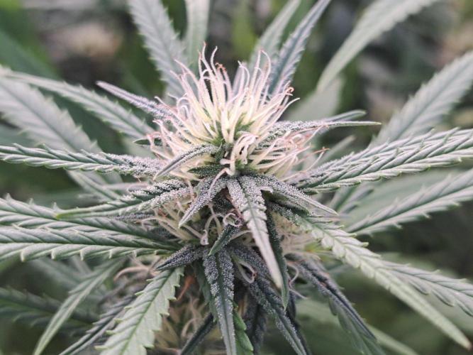 GH Biscotti#7 Zamnesia CLONE. Week 30 - DAY214 (DAY35 Bloom)