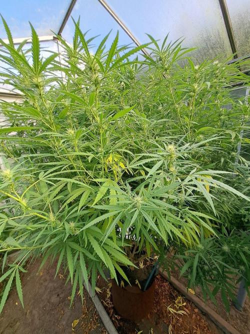 GH Biscotti#7 Zamnesia CLONE. Week 30 - DAY214 (DAY35 Bloom) Plant #1