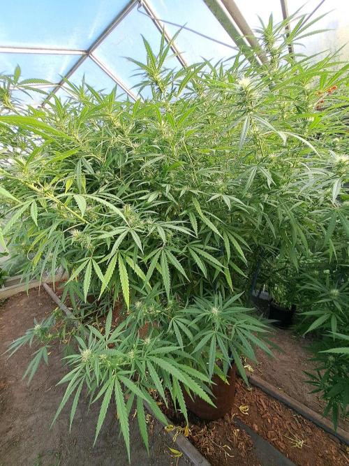 GH Biscotti#7 Zamnesia CLONE. Week 30 - DAY214 (DAY35 Bloom) Plant #2