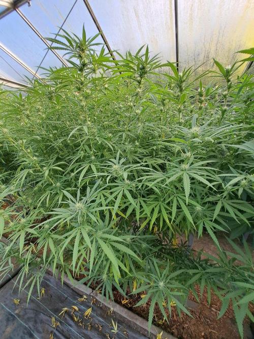 Biscotti. Week 30