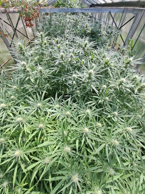 GH Biscotti#7 Zamnesia CLONE. Week 30 - DAY214 (DAY35 Bloom)