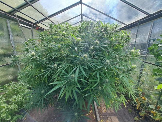GH Biscotti#7 Zamnesia CLONE. Week 30 - DAY214 (DAY35 Bloom)