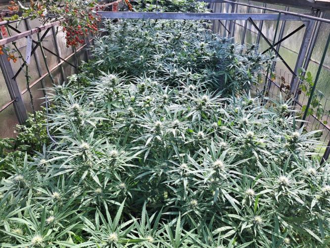 Biscotti. Week 30