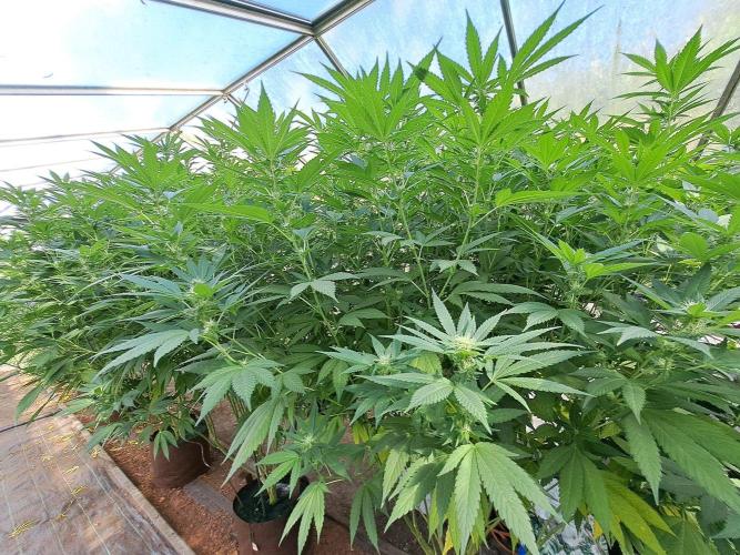 GH Cookies Gelato CLONE. Week 29 - DAY209 (DAY28 Bloom)