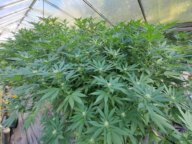 GH Cookies Gelato CLONE. Week 29 - DAY209 (DAY28 Bloom)