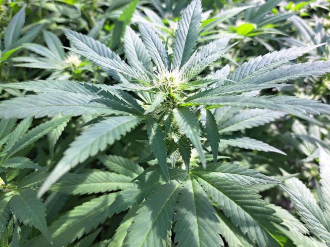 GH Cookies Gelato CLONE. Week 29 - DAY209 (DAY28 Bloom)