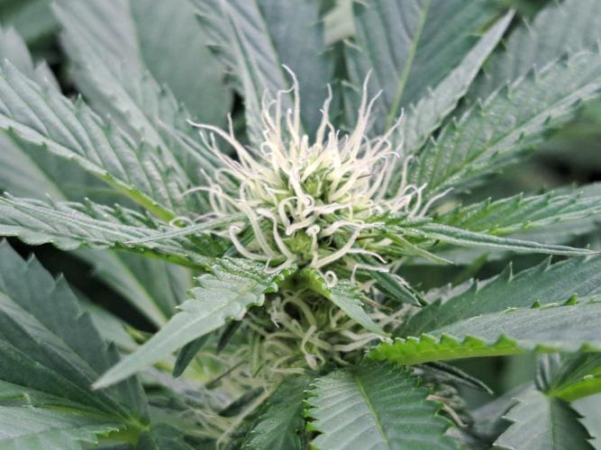 GH Cookies Gelato CLONE. Week 29 - DAY209 (DAY28 Bloom)
