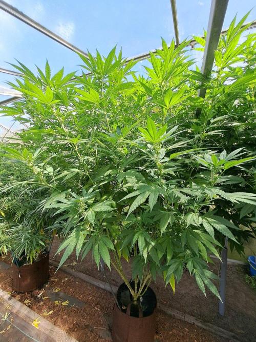 GH Cookies Gelato CLONE. Week 29 - DAY209 (DAY28 Bloom) Plant #1