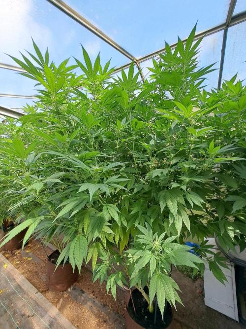 GH Cookies Gelato CLONE. Week 29 - DAY209 (DAY28 Bloom) Plant #1