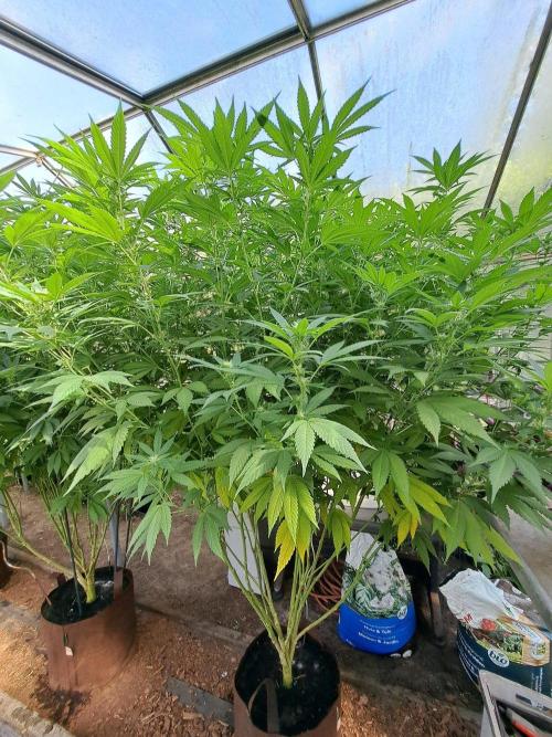 GH Cookies Gelato CLONE. Week 29 - DAY209 (DAY28 Bloom) Plant #1