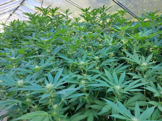 GH Cookies Gelato CLONE. Week 29 - DAY209 (DAY28 Bloom)