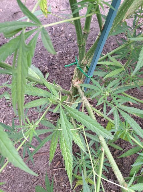 OUT Biscotti#7 CLONE. Week 19 - DAY132 (F35) Plant #1 Torn-off branches