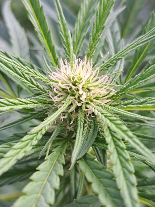OUT Biscotti#7 CLONE. Week 19 - DAY132 (F35) Plant #1