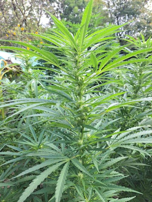 OUT Biscotti#7 CLONE. Week 19 - DAY132 (F35) Plant #1