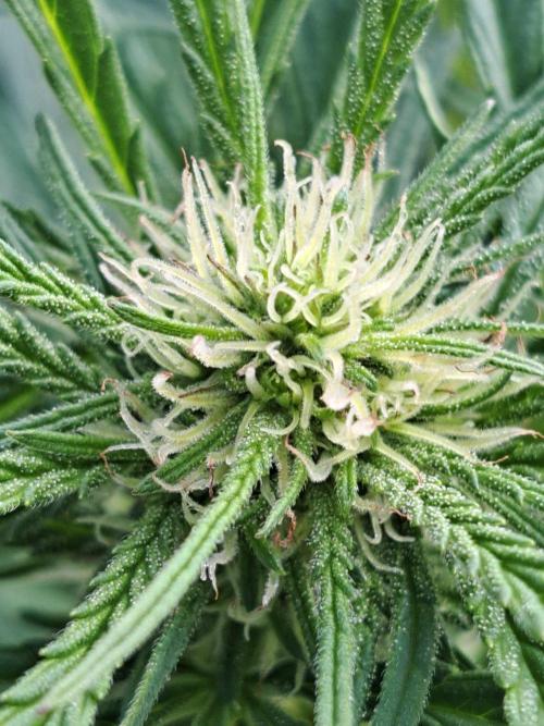OUT Biscotti#7 CLONE. Week 19 - DAY132 (F35) Plant #1