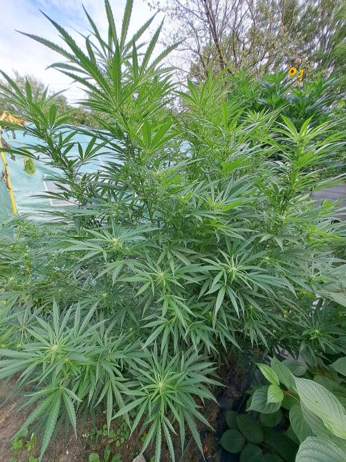 OUT Biscotti#7 CLONE. Week 19 - DAY132 (F35) Plant #2