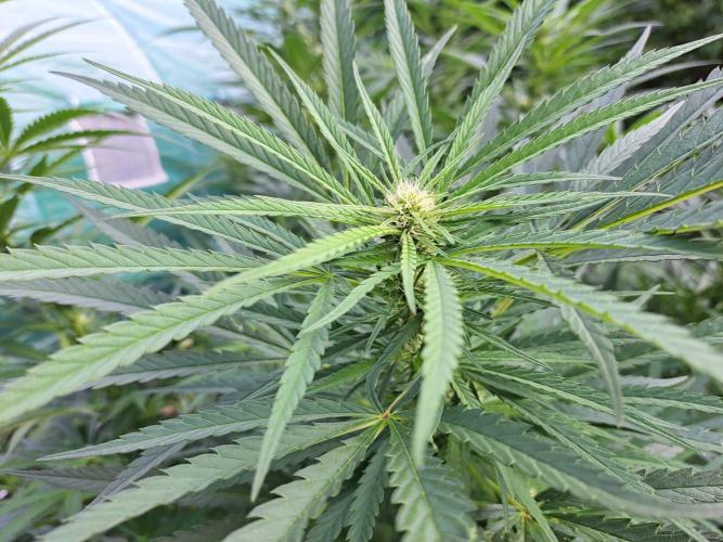 OUT Biscotti#7 CLONE. Week 19 - DAY132 (F35) Plant #2