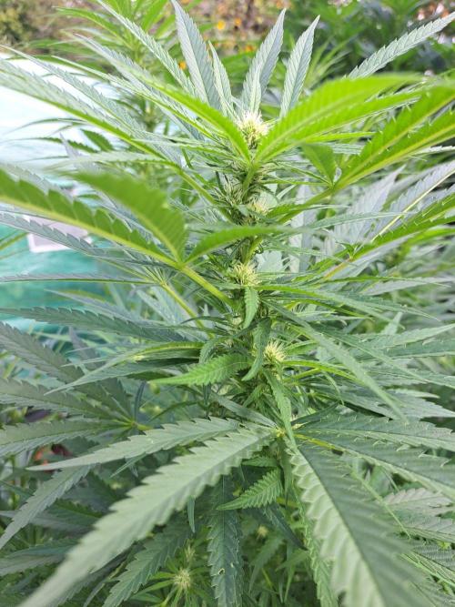 OUT Biscotti#7 CLONE. Week 19 - DAY132 (F35) Plant #2