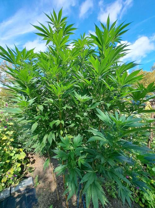 OUT Cookies Gelato CLONE. Week 19 - DAY132 (F28) Plant #1
