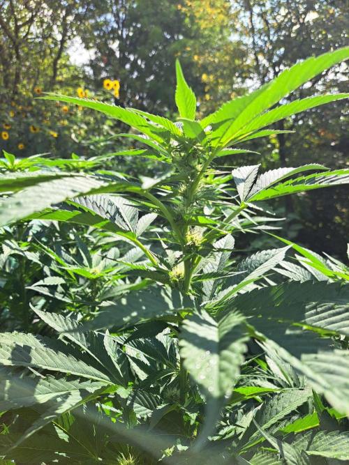 OUT Cookies Gelato CLONE. Week 19 - DAY132 (F28) Plant #1