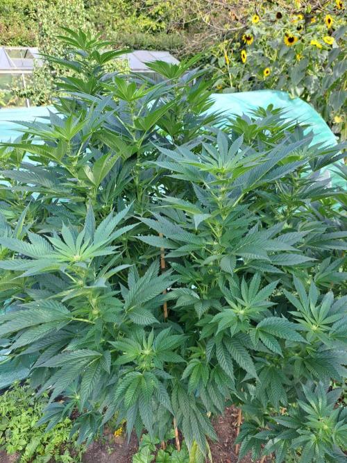 OUT Cookies Gelato CLONE. Week 19 - DAY132 (F28) Plant #2