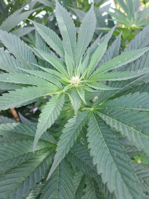OUT Cookies Gelato CLONE. Week 19 - DAY132 (F28) Plant #2