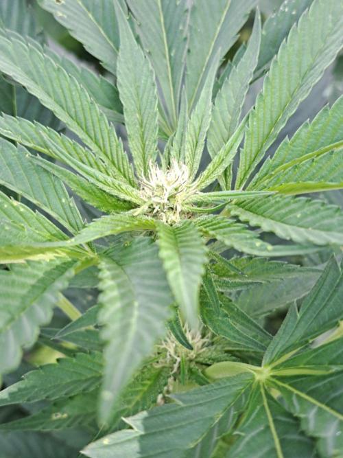 OUT Cookies Gelato CLONE. Week 19 - DAY132 (F28) Plant #2
