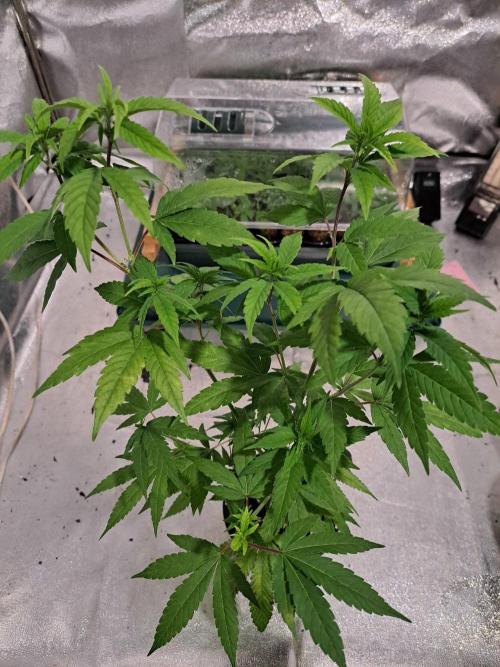 Blockberry CLONE. Week 7