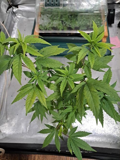 Blockberry CLONE. Week 7