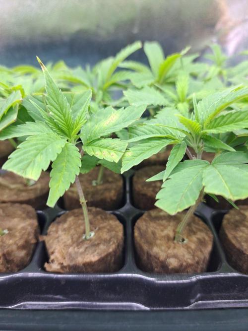 Blockberry. Week 7