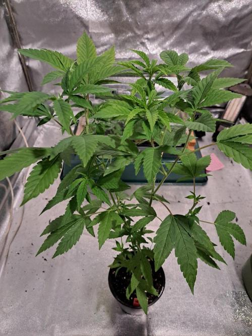 Halle Berry CLONE. Week 7
